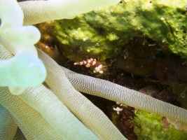 Squat Anemone Shrimp IMG 7763